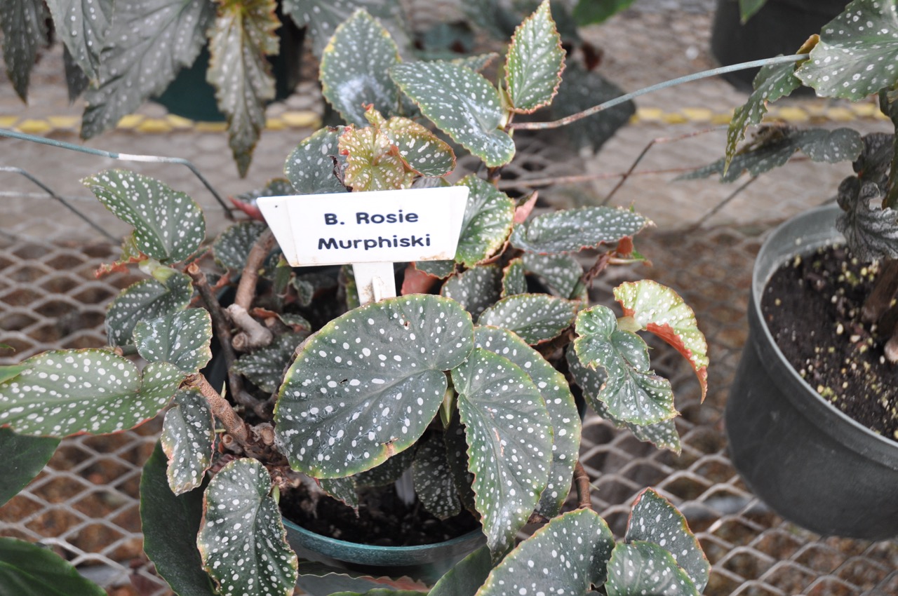 B. ‘Rosie Murphiski’